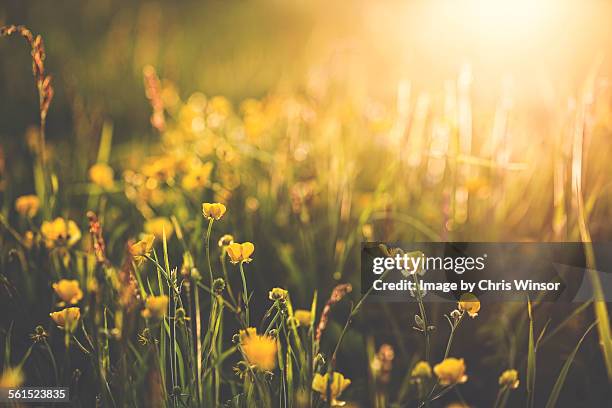 buttercup sundown - meadow flowers stock pictures, royalty-free photos & images