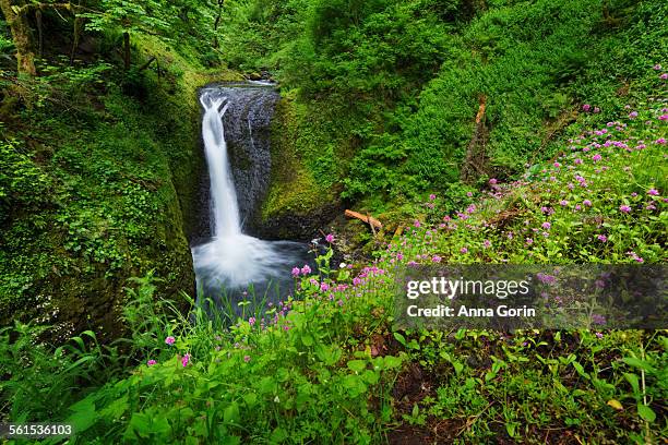 upper oneonta falls and spring wildflowers, oregon - oneonta falls stock pictures, royalty-free photos & images