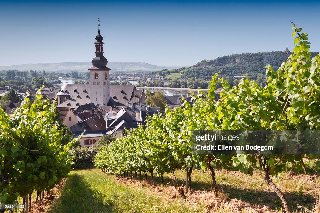 View through vineyard over Rudesheim am Rhein