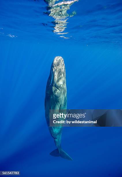 sleeping sperm whale - ballena cachalote fotografías e imágenes de stock