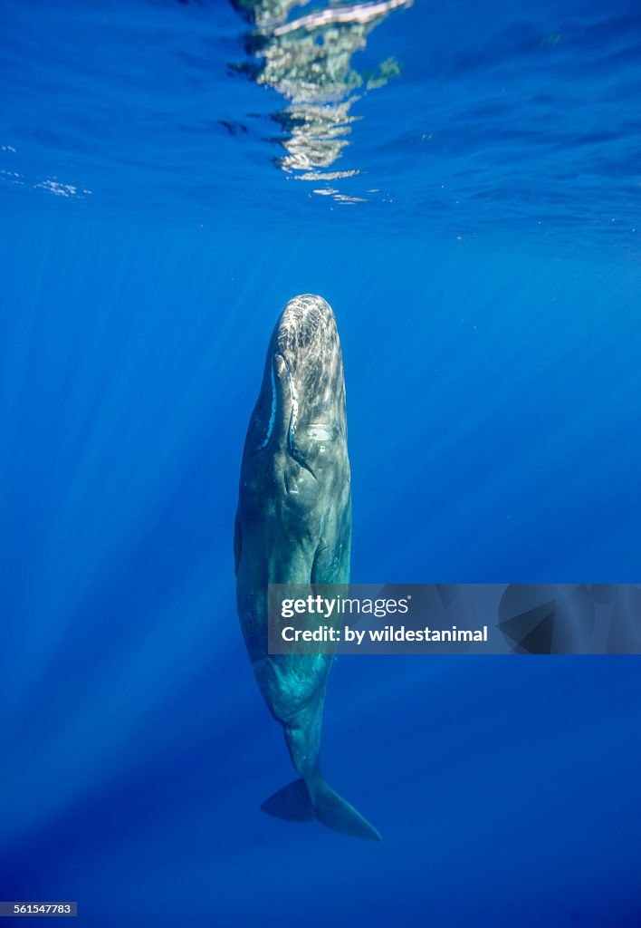 Sleeping sperm whale