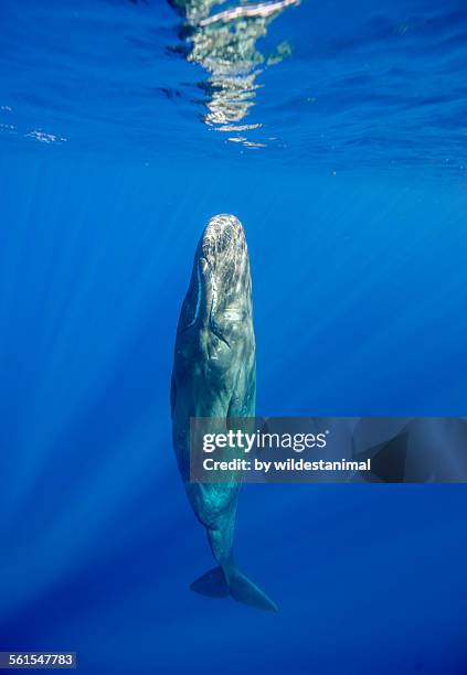 sleeping sperm whale - sperm whale stock pictures, royalty-free photos & images