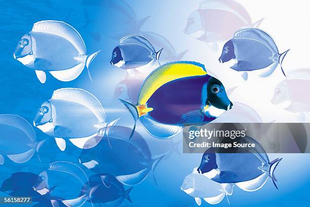 against the flow - raccoon butterflyfish stock pictures, royalty-free photos & images