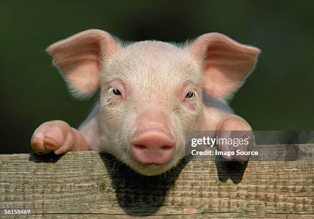 piglet - piglet stock pictures, royalty-free photos & images