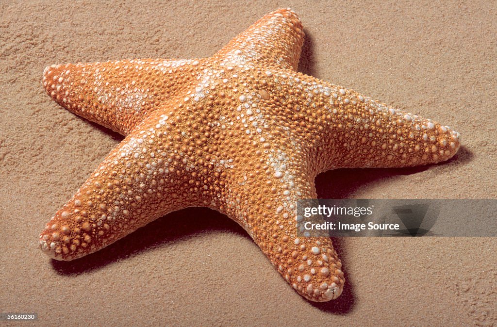 Starfish