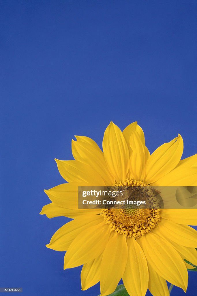 Yellow daisy