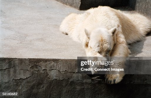 Sleeping polar bear Sleeping polar bear