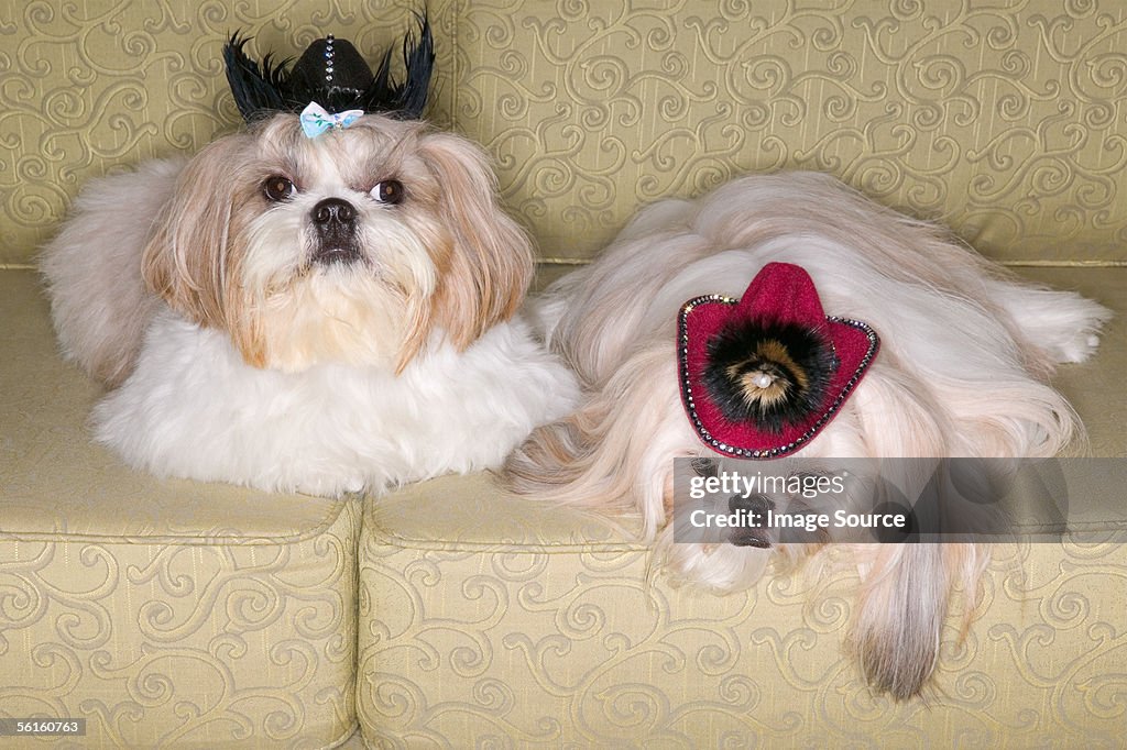 Two pekinese dogs on sofa