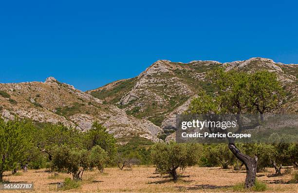 olive trees near saint remy de provence (france) - les alpilles stockfoto's en -beelden