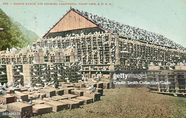 Pigeon ranch with many pigeons on the roof and all around it in Los Angeles, California, 1927.