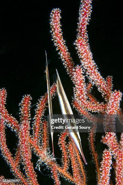 Where Do Razorfish Hide 252 Razor Fish Stock Photos, High-Res Pictures, and Images - Getty Images