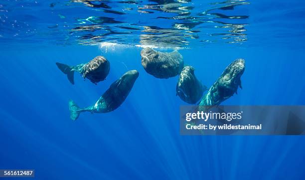 all looking at us - sperm whale stock pictures, royalty-free photos & images