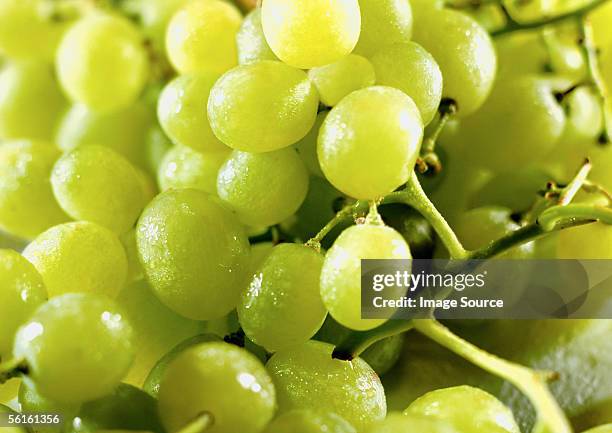 a bunch of green grapes - witte druif stockfoto's en -beelden