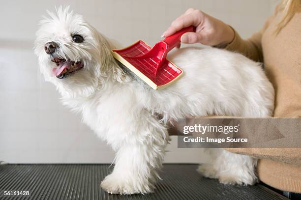 woman combing a terrier - combing fotografías e imágenes de stock