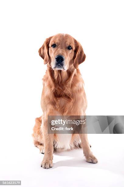 golden retriever - golden retriever stock pictures, royalty-free photos & images