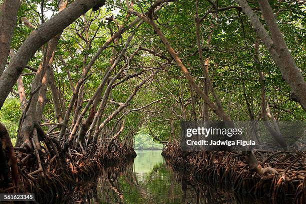 boat ride through tunnel of mangrove trees. - honduras stock-fotos und bilder