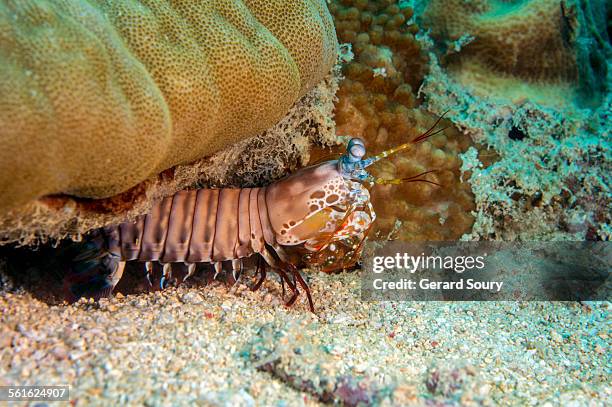 mantis shrimp out of its den - mantis shrimp stock pictures, royalty-free photos & images