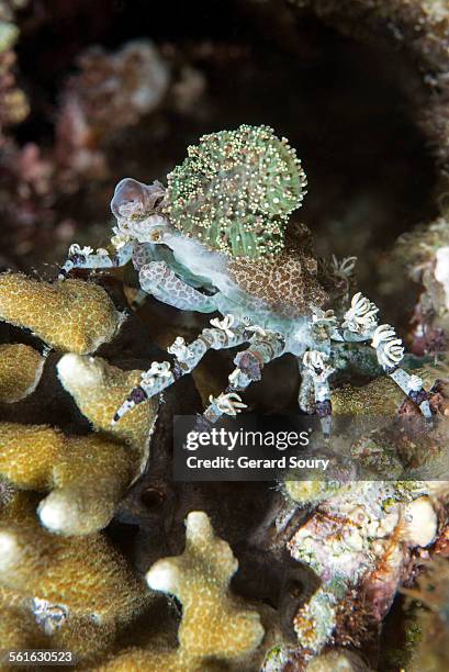decorator crab in coral - corallimorpharia stock pictures, royalty-free photos & images
