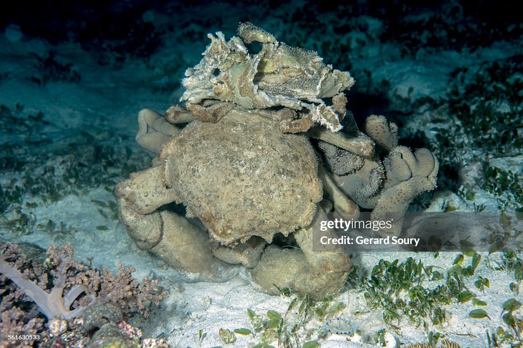 Sponge Crab at night