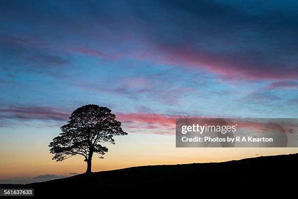 a sycamore silhouette at dusk - leek stock pictures, royalty-free photos & images