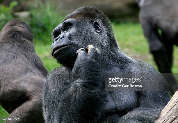 mature silverback gorilla - western lowland gorilla stock pictures, royalty-free photos & images
