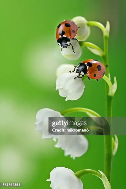 two ladybirds - maiglöckchen stock-fotos und bilder