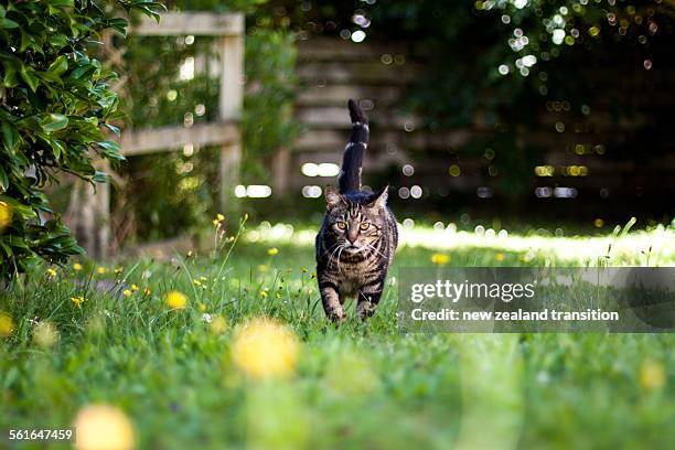 tabby cat on the lawn - kat stockfoto's en -beelden