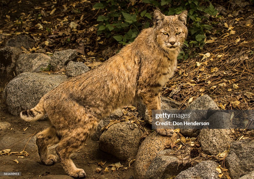 Bobcat in Tense Stance