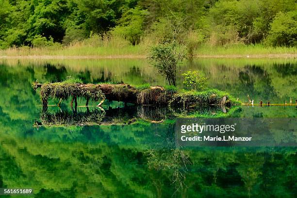 reflection in the five flowers lake - jiuzhaigou imagens e fotografias de stock