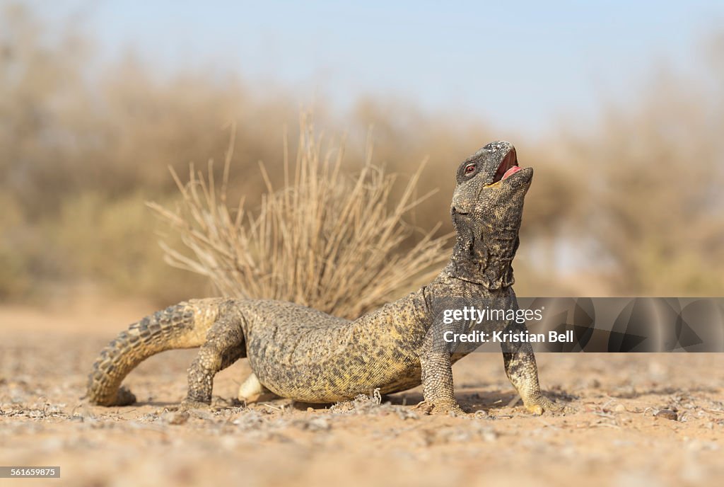 Leptein's spiny-tailed lizard (Uromastyx leptieni)