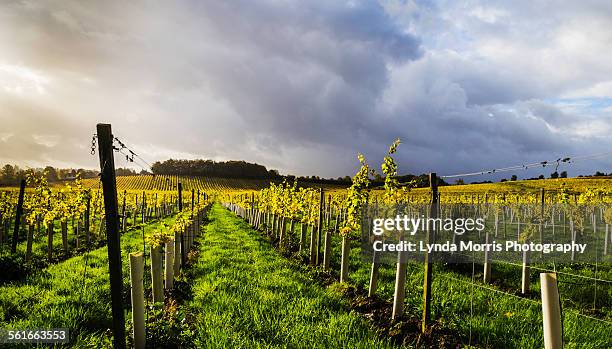 english vineyard - surrey inghilterra foto e immagini stock