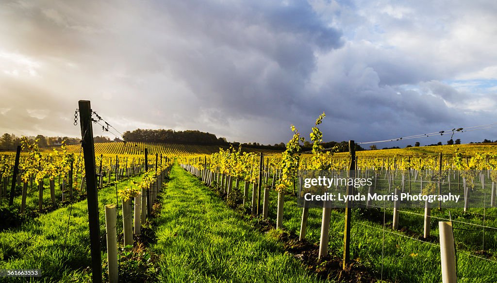 English vineyard