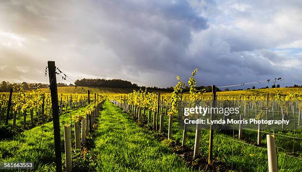 english vineyard - surrey england 個照片及圖片檔