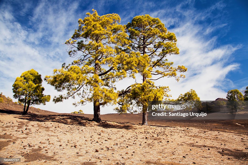 Canary Island pines in Teide National Park