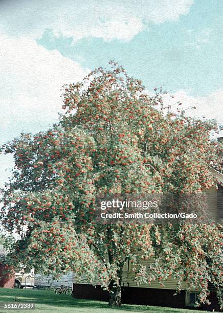 Fruit tree laden with red fruit, planted beside a house, near Mount Ashland, Oregon, 1967.