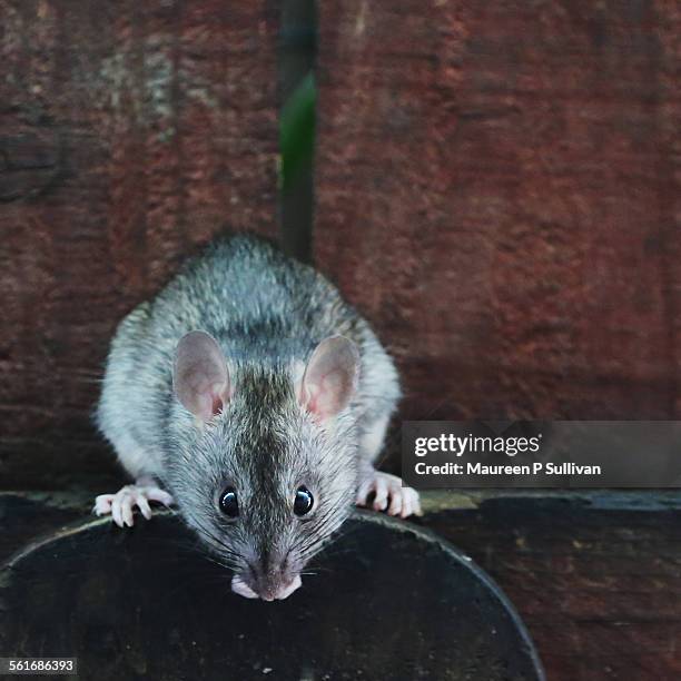 Native Rats Wa 187 Native Rats Stock Photos, High-Res Pictures, and Images - Getty Images