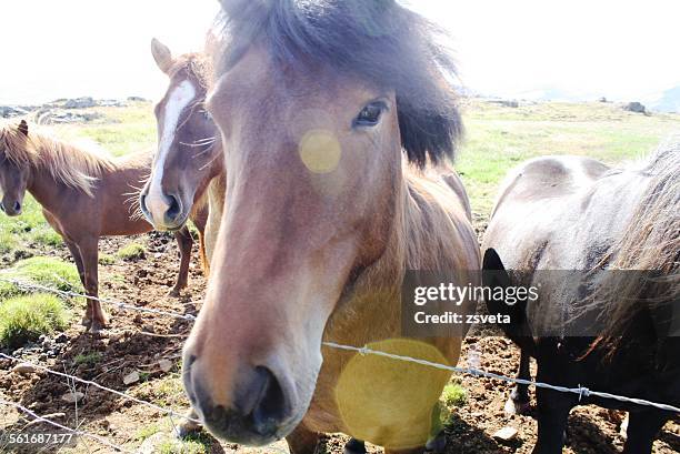 animal eye contact - animal mane stock-fotos und bilder