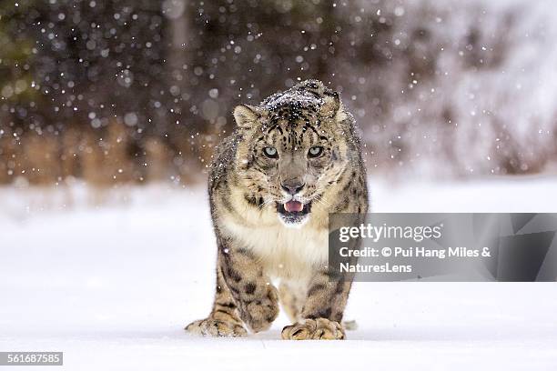 animal eye contact - snow leopard fotografías e imágenes de stock