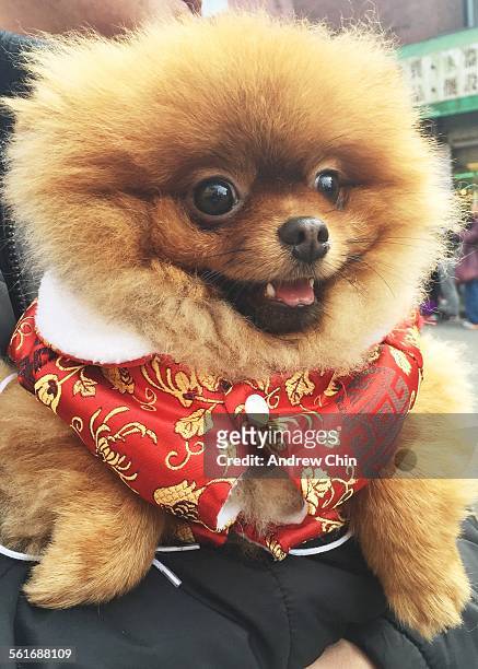 chinese new year - chinese new year dog stock pictures, royalty-free photos & images