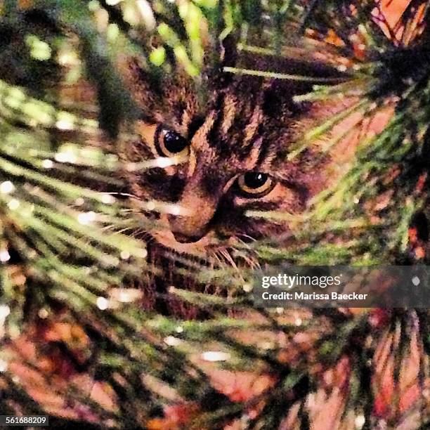 animal eye contact - camouflaged cat ストックフォトと画像