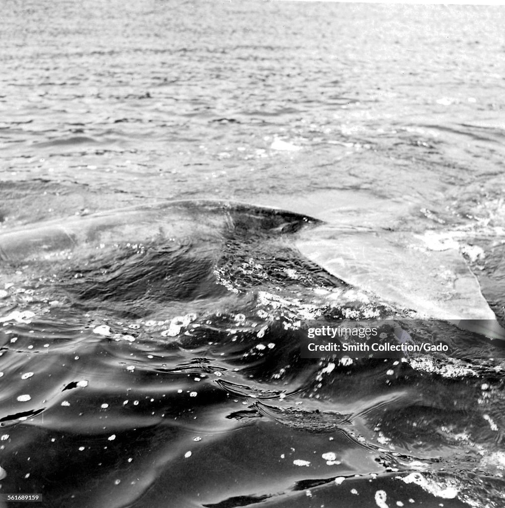 Tail Fin Of A Whale Exiting