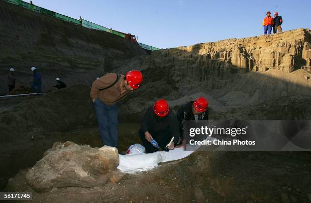 Experts protect a tooth of a Palaeoloxodon excavated from a construction site on November 14, 2005 in Beijing, China. A tooth and fractured skull...