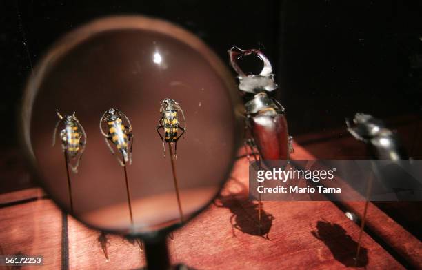 Magnified beetles are seen at a press preview of the new "Darwin" exhibition at the American Museum of Natural History November 15, 2005 in New York...
