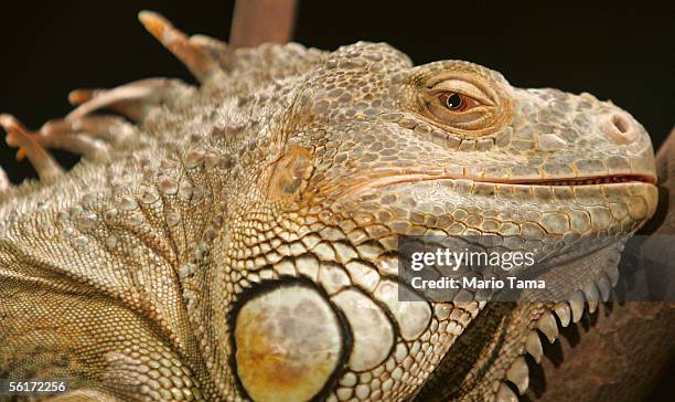 Live 5-foot long green iguana is seen at a press preview of the new "Darwin" exhibition at the American Museum of Natural History November 15, 2005...