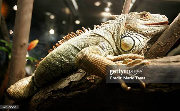 Live 5-foot long green iguana is seen at a press preview of the new "Darwin" exhibition at the American Museum of Natural History November 15, 2005...