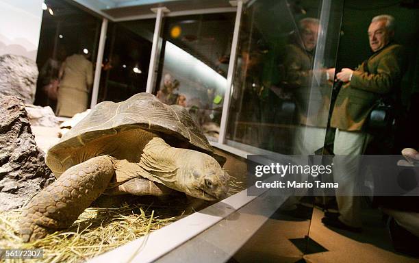 Year-old male Galapagos tortoise, weighing nearly 50 pounds, is seen at a press preview of the new "Darwin" exhibition at the American Museum of...