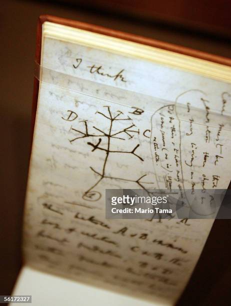 Tree of Life" sketch is seen in Darwin's "B" notebook at a press preview of the new "Darwin" exhibition at the American Museum of Natural History...