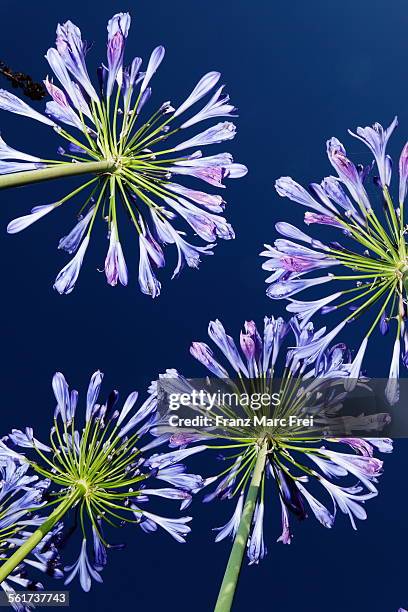 agapanthus, jardin botanique de vauville - agapanthus stock pictures, royalty-free photos & images