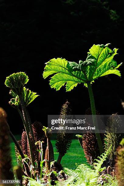 Gunnera Identification 252 Gunnera Stock Photos, High-Res Pictures, and Images - Getty Images