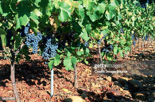 syrah grapes nr lirac - shiraz stockfoto's en -beelden